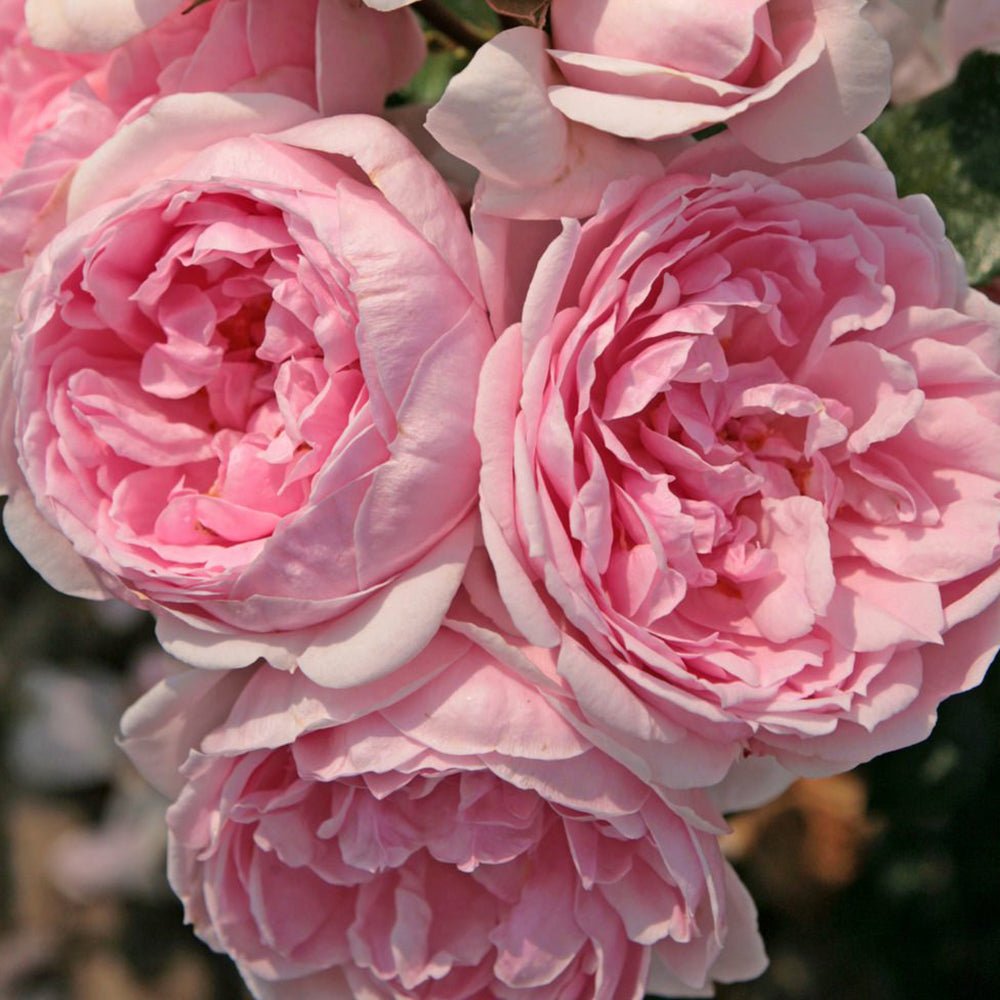 Trandafir Tufa Cinderella - VERDENA-livrat in ghiveci plant-o-fix de 2L