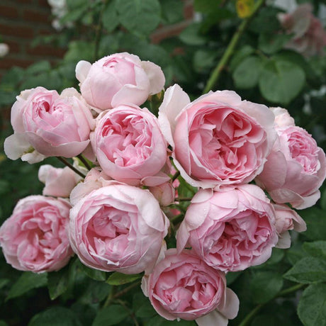 Trandafir Tufa Cinderella - VERDENA-livrat in ghiveci plant-o-fix de 2L