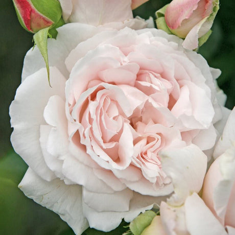 Trandafir Tufa Constanze Mozart - VERDENA-livrat in ghiveci plant-o-fix de 2L