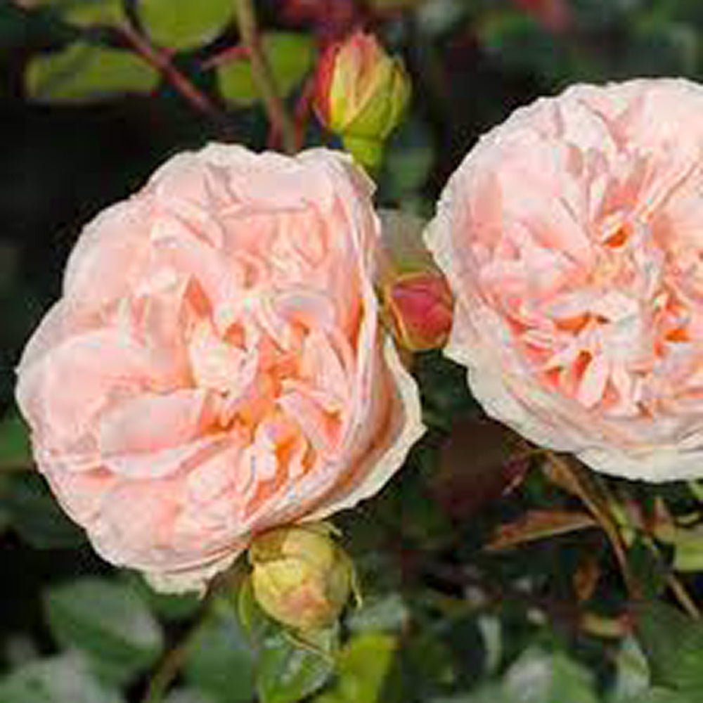 Trandafir Tufa crem-piersica Matthias Claudius Rose, parfum intens - VERDENA-livrat in ghiveci plant-o-fix de 2 l