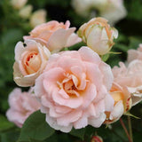 Trandafir Tufa crem-piersica Matthias Claudius Rose, parfum intens - VERDENA-livrat in ghiveci plant-o-fix de 2 l