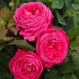 Trandafir Tufa Freifrau Caroline - VERDENA-livrat in ghiveci plant-o-fix de 2L