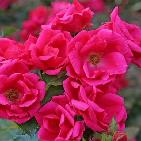 Trandafir Tufa Gartnerfreude - VERDENA-livrat in ghiveci plant-o-fix de 2L