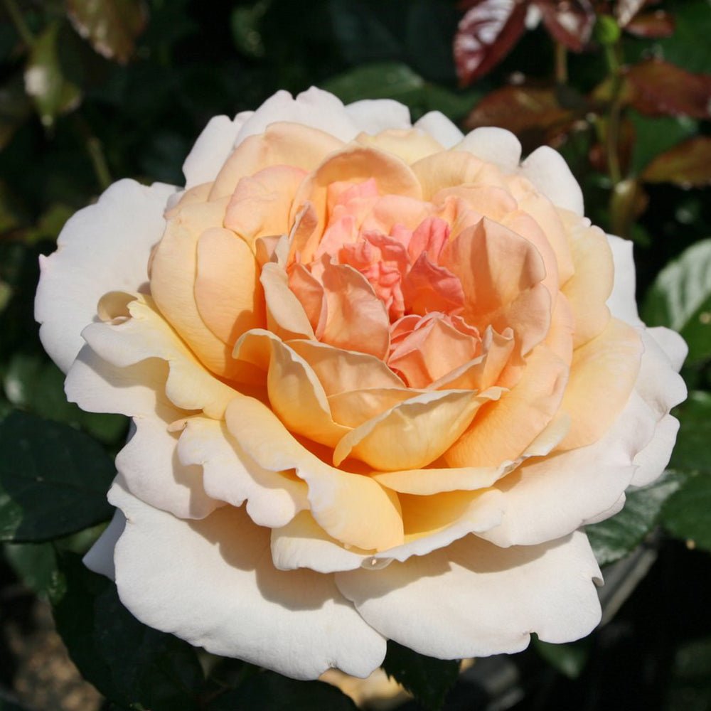 Trandafir Tufa Grossherzogin Luise - VERDENA-livrat in ghiveci plant-o-fix de 2L