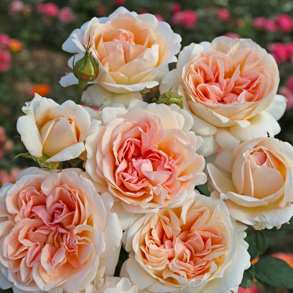 Trandafir Tufa Grossherzogin Luise - VERDENA-livrat in ghiveci plant-o-fix de 2L