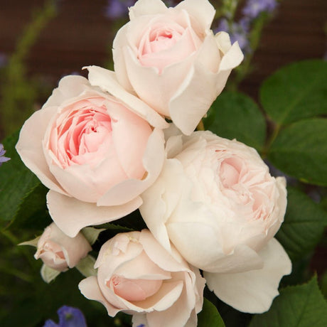 Trandafir Tufa Herzogin Christiana - VERDENA-livrat in ghiveci plant-o-fix de 2L