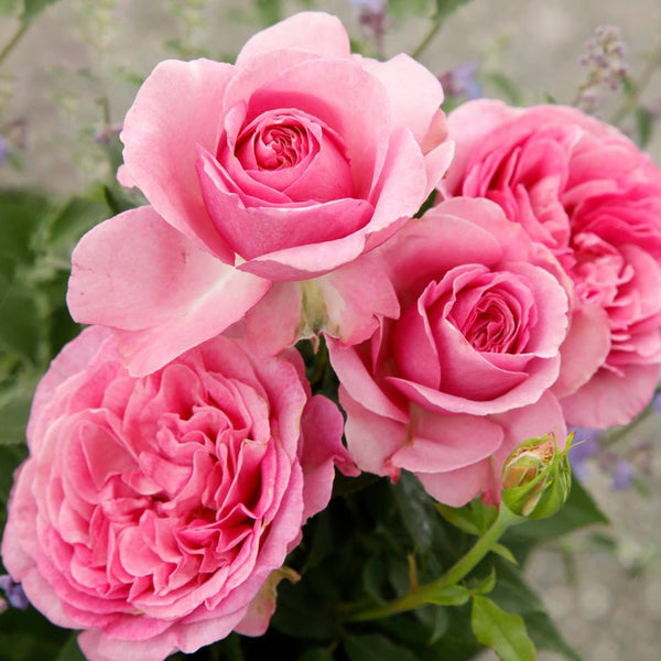 Trandafir Tufa Konigin Marie - VERDENA-livrat in ghiveci plant-o-fix de 2L