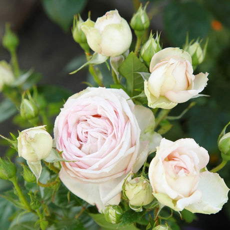 Trandafir Tufa Madame Anisette - VERDENA-livrat in ghiveci plant-o-fix de 2L