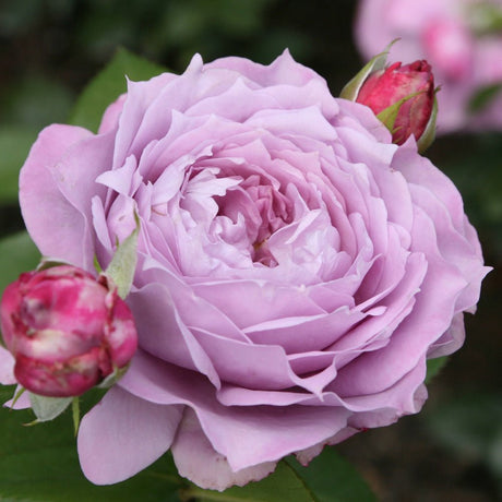 Trandafir Tufa Novalis - VERDENA-livrat in ghiveci plant-o-fix de 2 L