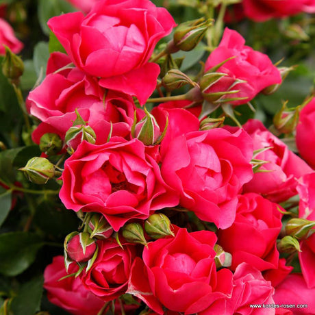 Trandafir Tufa Pink Forest Rose - VERDENA-livrat in ghiveci plant-o-fix de 2 L
