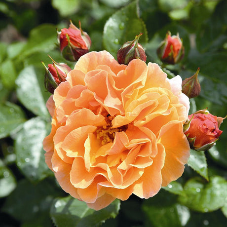 Trandafir Tufa portocaliu- inchis Arabia, parfum intens - VERDENA-livrat in ghiveci plant-o-fix de 2 l