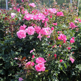 Trandafir Tufa Romanze - VERDENA-livrat in ghiveci plant-o-fix de 2L