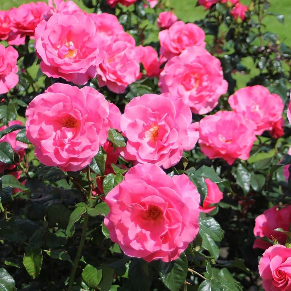 Trandafir Tufa Romanze - VERDENA-livrat in ghiveci plant-o-fix de 2L