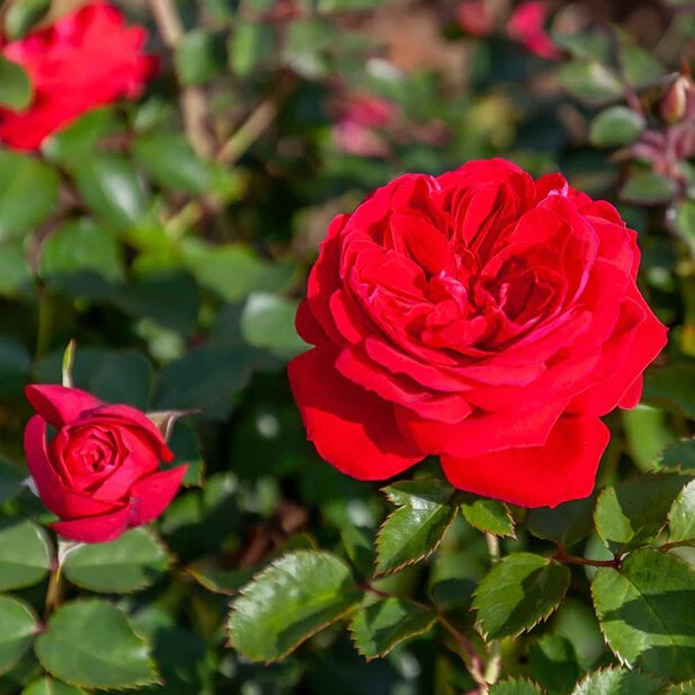 Trandafir Tufa rosu aprins Zepeti, inflorire repetata - VERDENA-30-40 cm inaltime, livrat in ghiveci de 3 l