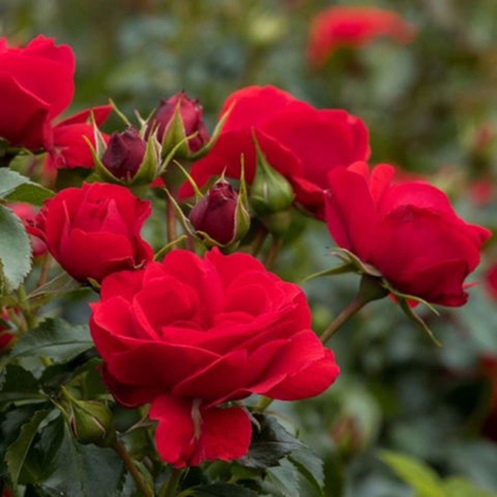 Trandafir Tufa rosu aprins Zepeti, inflorire repetata - VERDENA-30-40 cm inaltime, livrat in ghiveci de 3 l