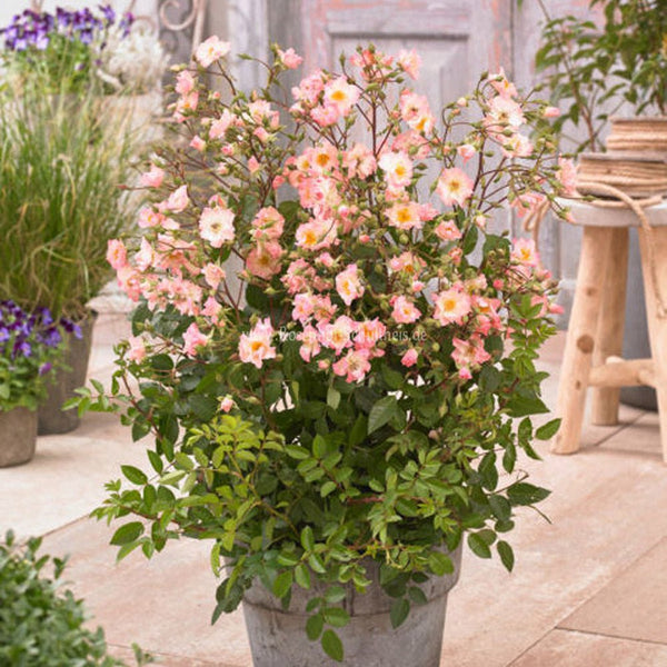 Trandafir Tufa Rosy Boom Roz Pal - VERDENA-livrat in ghiveci de 6 l