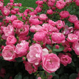 Trandafir Tufa roz-inchis Angela, inflorire repetata - VERDENA-livrat in ghiveci plant-o-fix de 2 l