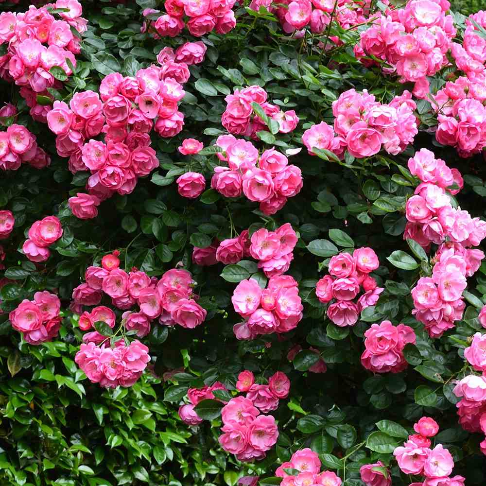 Trandafir Tufa roz-inchis Angela, inflorire repetata - VERDENA-livrat in ghiveci plant-o-fix de 2 l
