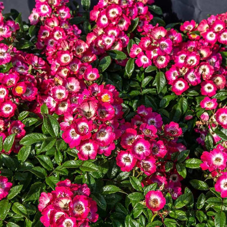 Trandafir Tufa roz-inchis Rosy Boom, cu inflorire repetata - VERDENA-livrat in ghiveci de 6 l