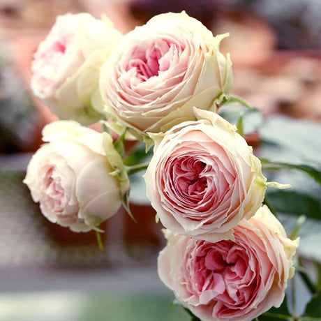 Trandafir Tufa roz-pal Pashmina, cu inflorire repetata - VERDENA-livrat in ghiveci plant-o-fix de 2 l