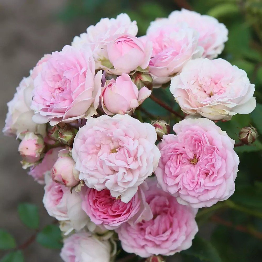 Trandafir Tufa roz-pal Pashmina, cu inflorire repetata - VERDENA-livrat in ghiveci plant-o-fix de 2 l