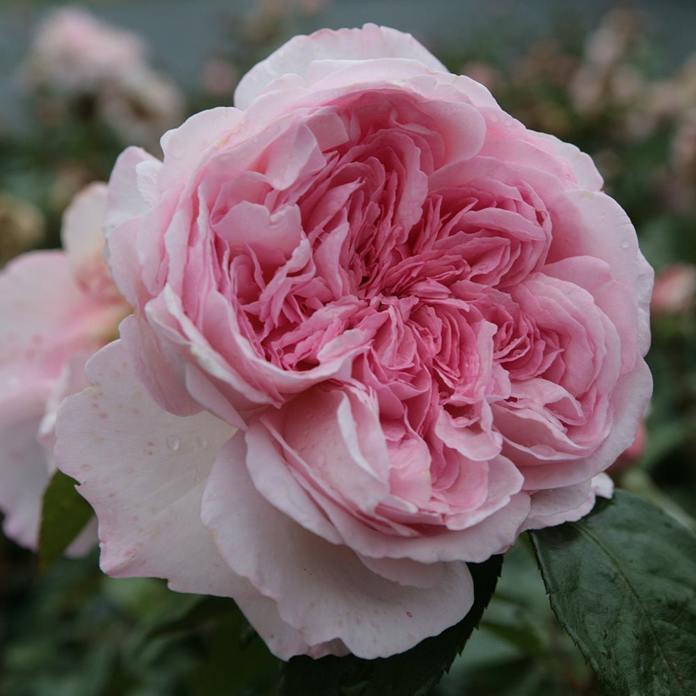Trandafir Tufa roz-pastel Princesse de Luxemburg, parfum intens - VERDENA-livrat in ghiveci plant-o-fix de 2 l