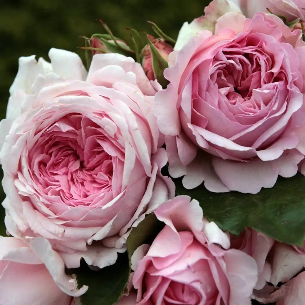Trandafir Tufa roz-pastel Princesse de Luxemburg, parfum intens - VERDENA-livrat in ghiveci plant-o-fix de 2 l