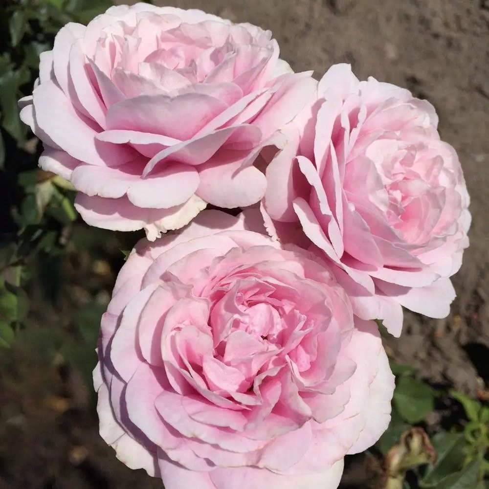 Trandafir Tufa roz-portelan Koenigin Marie, parfum intens - VERDENA-livrat in ghiveci plant-o-fix de 2 l