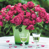 Trandafir Tufa Soul - VERDENA-livrat in ghiveci plant-o-fix de 2L