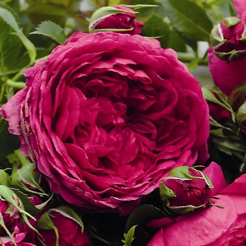 Trandafir Tufa Soul - VERDENA-livrat in ghiveci plant-o-fix de 2L
