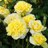 Trandafir Tufa Sterntaler - VERDENA-livrat in ghiveci plant-o-fix de 2L