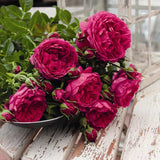 Trandafir Tufa violet-purpuriu Soul, parfum intens - VERDENA-livrat in ghiveci plant-o-fix de 2 l