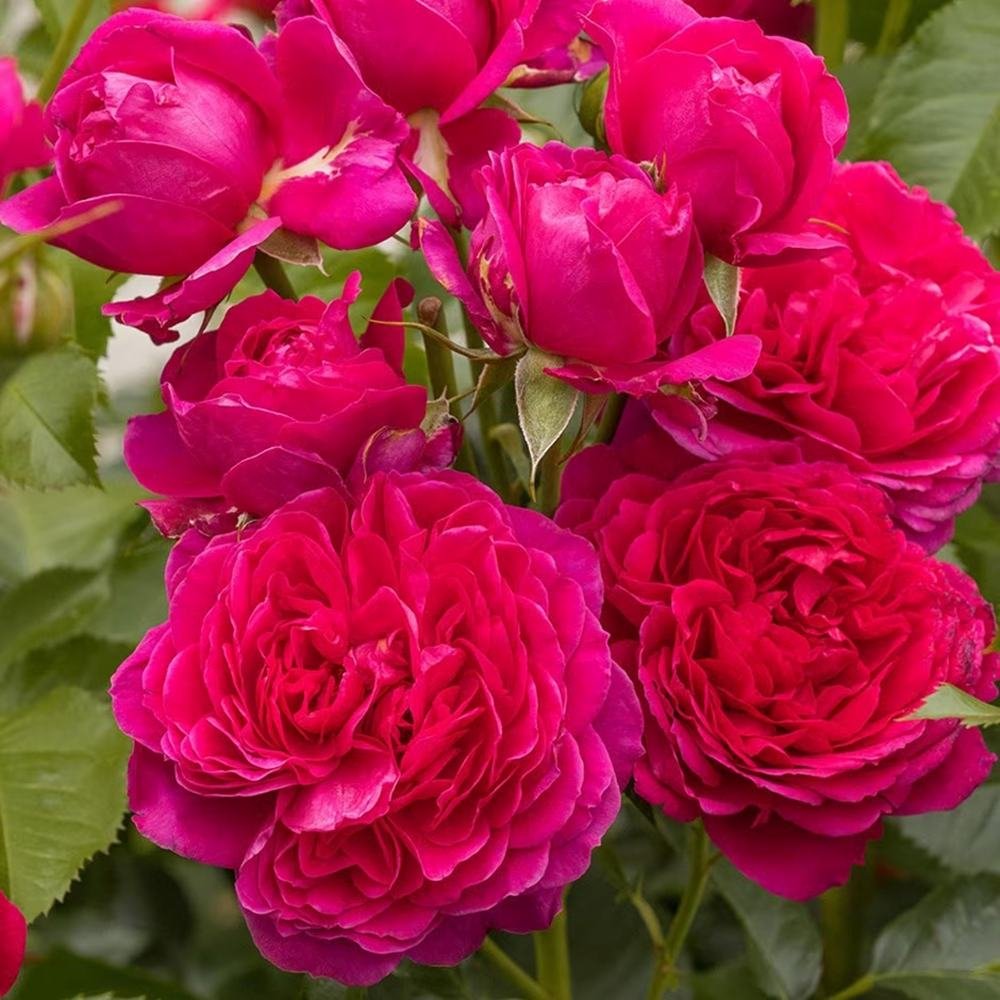 Trandafir Tufa violet-purpuriu Soul, parfum intens - VERDENA-livrat in ghiveci plant-o-fix de 2 l