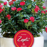 Trandafir tufa Zepeti, 20 cm la livrare, in ghiveci de 3 L