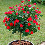 Trandafir tufa Zepeti (pe tulpina) - VERDENA-Tulpina de 35 cm inaltime livrat in ghiveci de 6 L