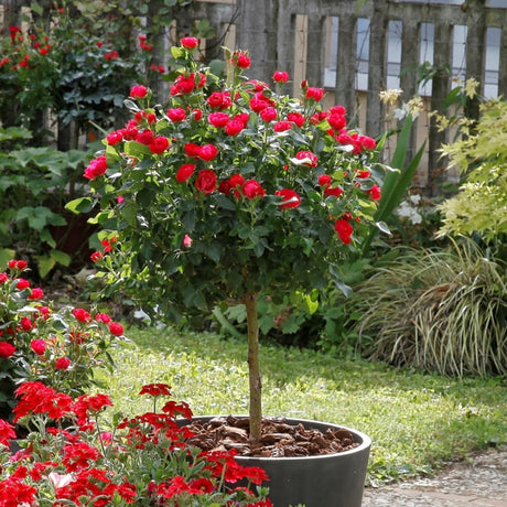 Trandafir tufa Zepeti (pe tulpina) - VERDENA-Tulpina de 35 cm inaltime livrat in ghiveci de 6 L