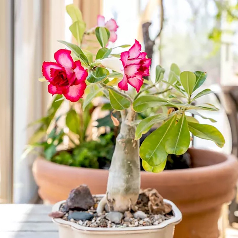 Trandafirul Desertului (Adenium obesum) - VERDENA-25 cm inaltime, livrat in ghiveci de 1.2 l