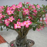 Trandafirul Desertului (Adenium obesum) - VERDENA-25 cm inaltime, livrat in ghiveci de 1.2 l