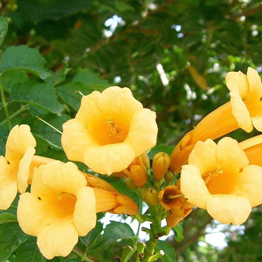 Trompeta Cataratoare, Luleaua turcului galben Flava - VERDENA-60 cm inaltime, livrat in ghiveci de 2 l