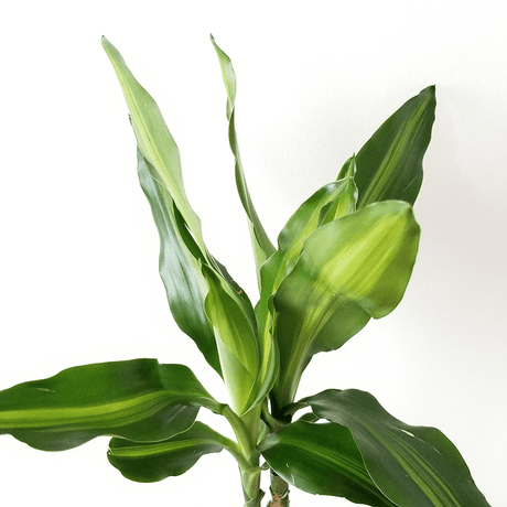 Trunchiul fericirii (Dracaena fragrans) Cintho, 110 cm la livrare, in ghiveci de Ø  21 cm