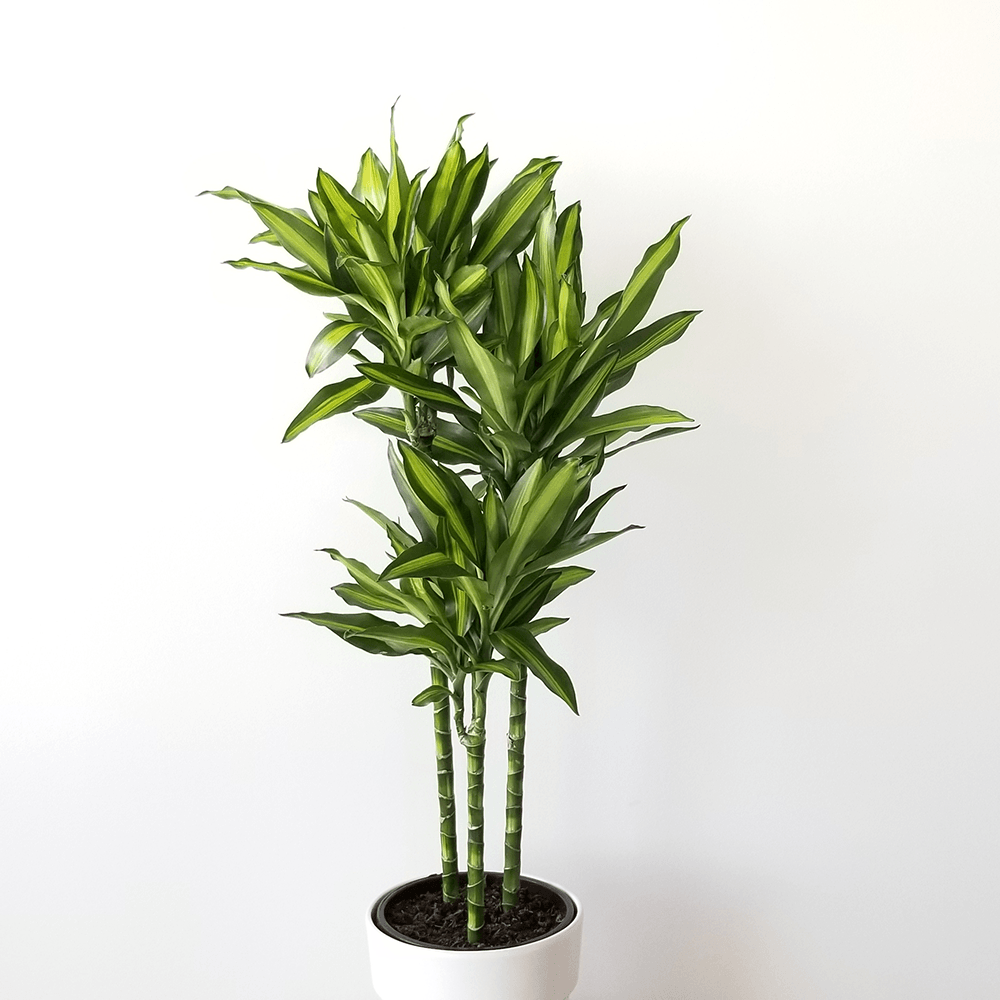 Trunchiul fericirii (Dracaena fragrans) Cintho, 110 cm la livrare, in ghiveci de Ø  21 cm