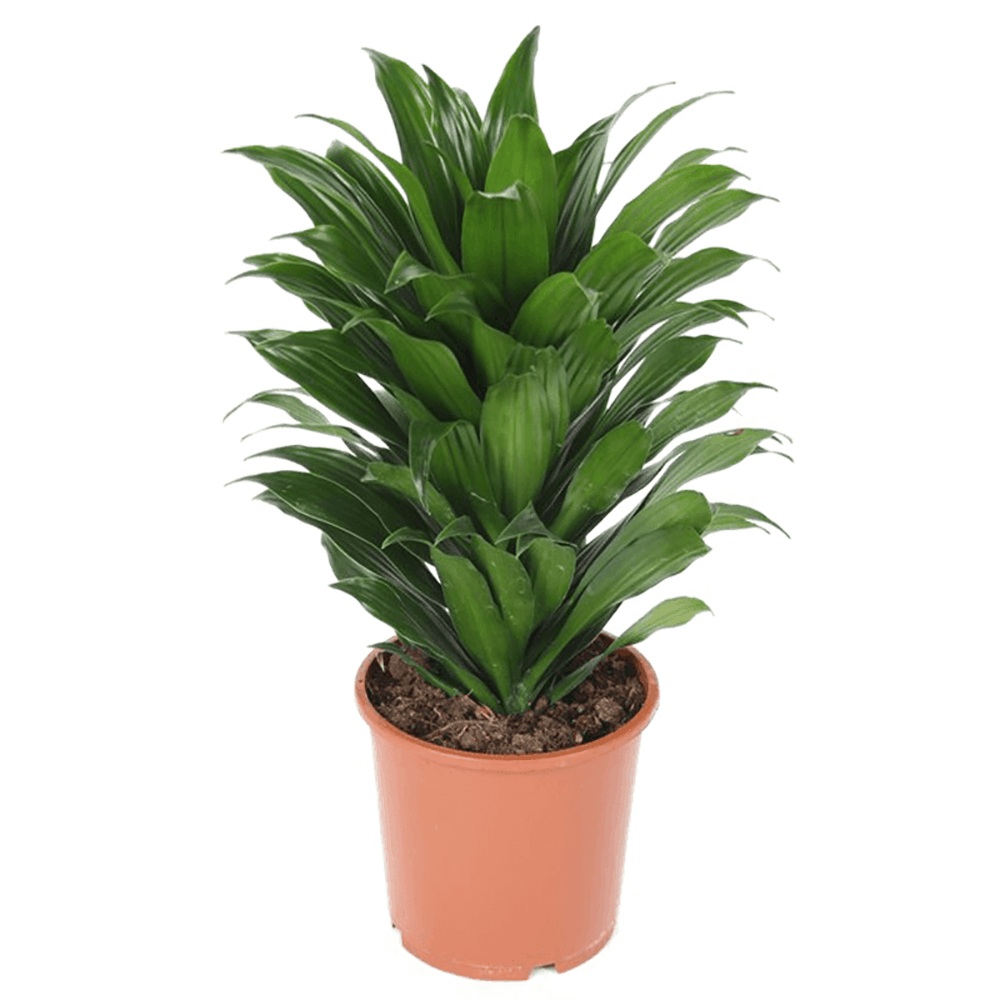 Trunchiul fericirii Dracaena fragrans Compacta, 40 cm la livrare, in ghiveci de Ø  17 cm