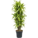 Trunchiul fericirii Dracaena fragrans Lemon Lime - 110 cm - VERDENA-110 cm la livrare, in ghiveci de Ø 27 cm