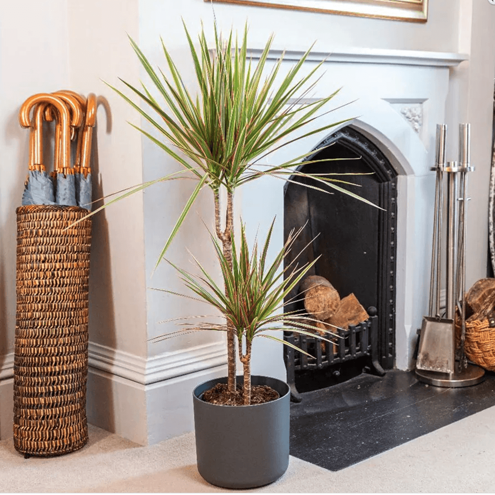 Trunchiul Fericirii (Dracena) Bicolor - 100 cm