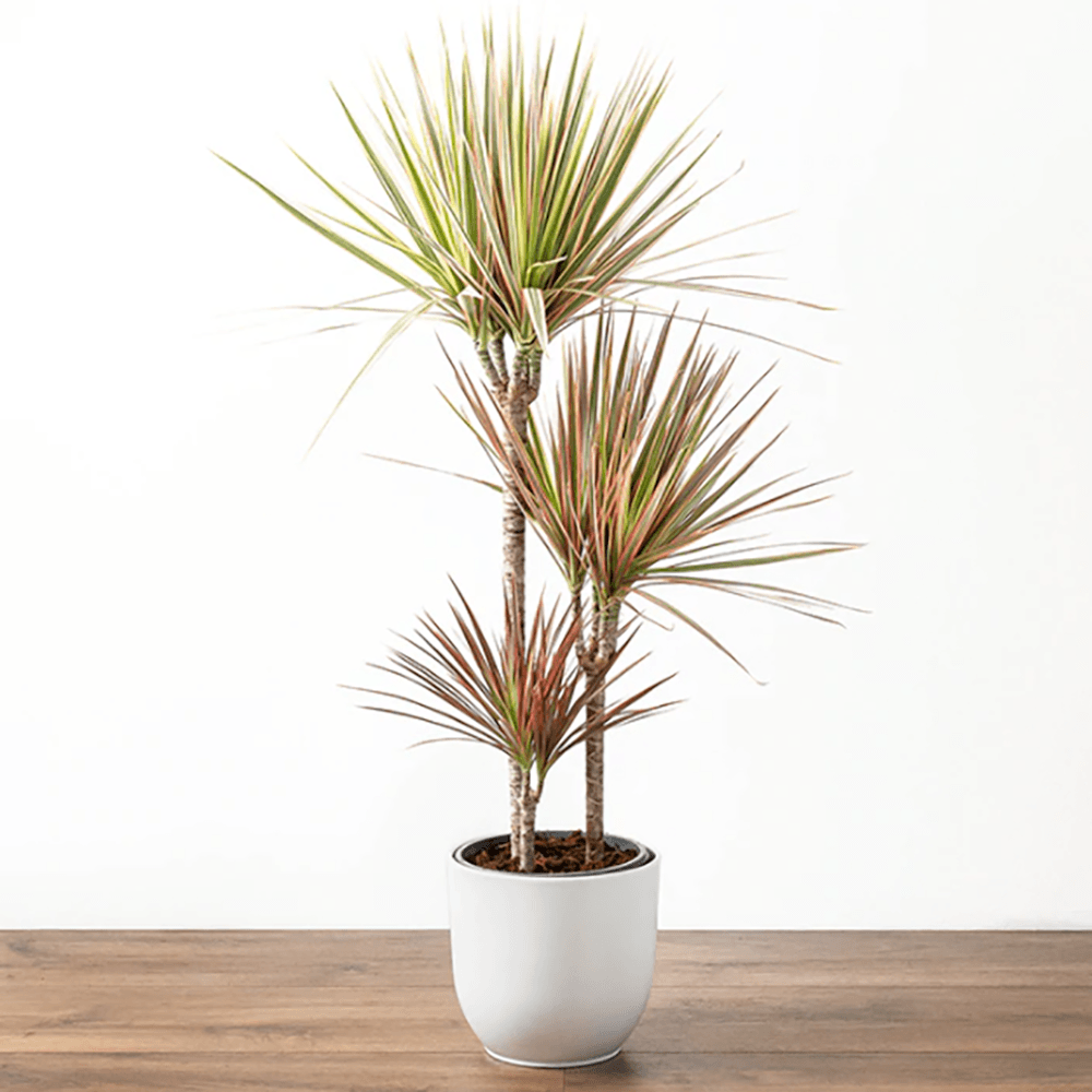 Trunchiul Fericirii (Dracena) Bicolor - 100 cm