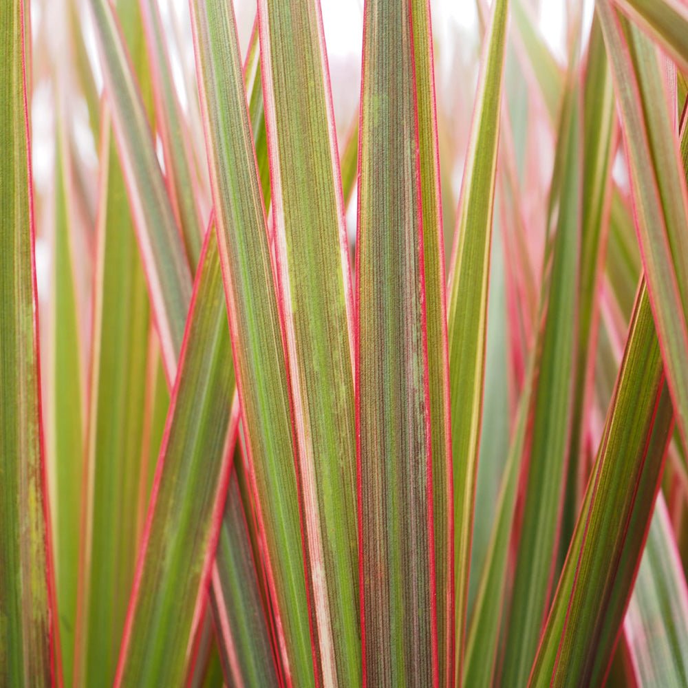 Trunchiul Fericirii (Dracena) Bicolor - 100 cm
