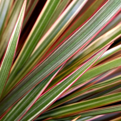 Trunchiul Fericirii (Dracena) Bicolor - 100 cm