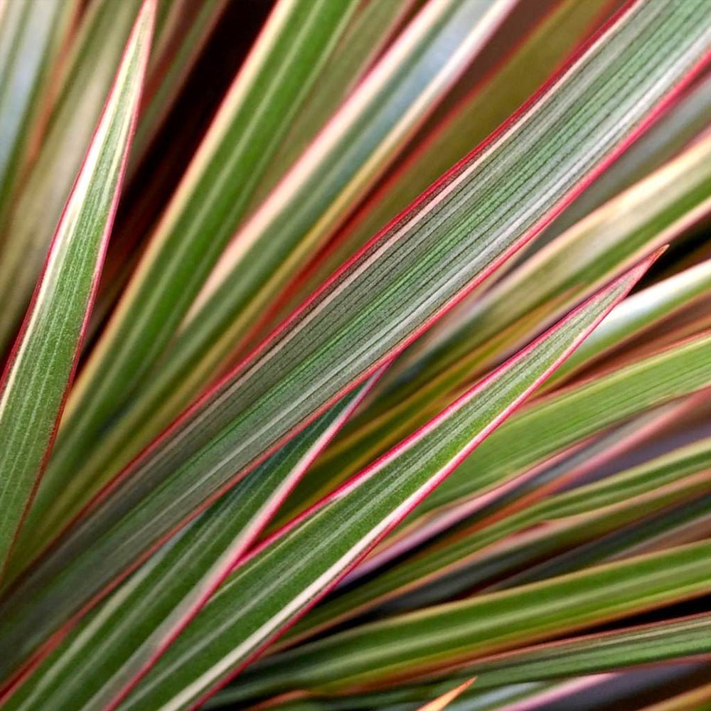 Trunchiul Fericirii (Dracena) Bicolor, Tulpini Multiple - 120 cm