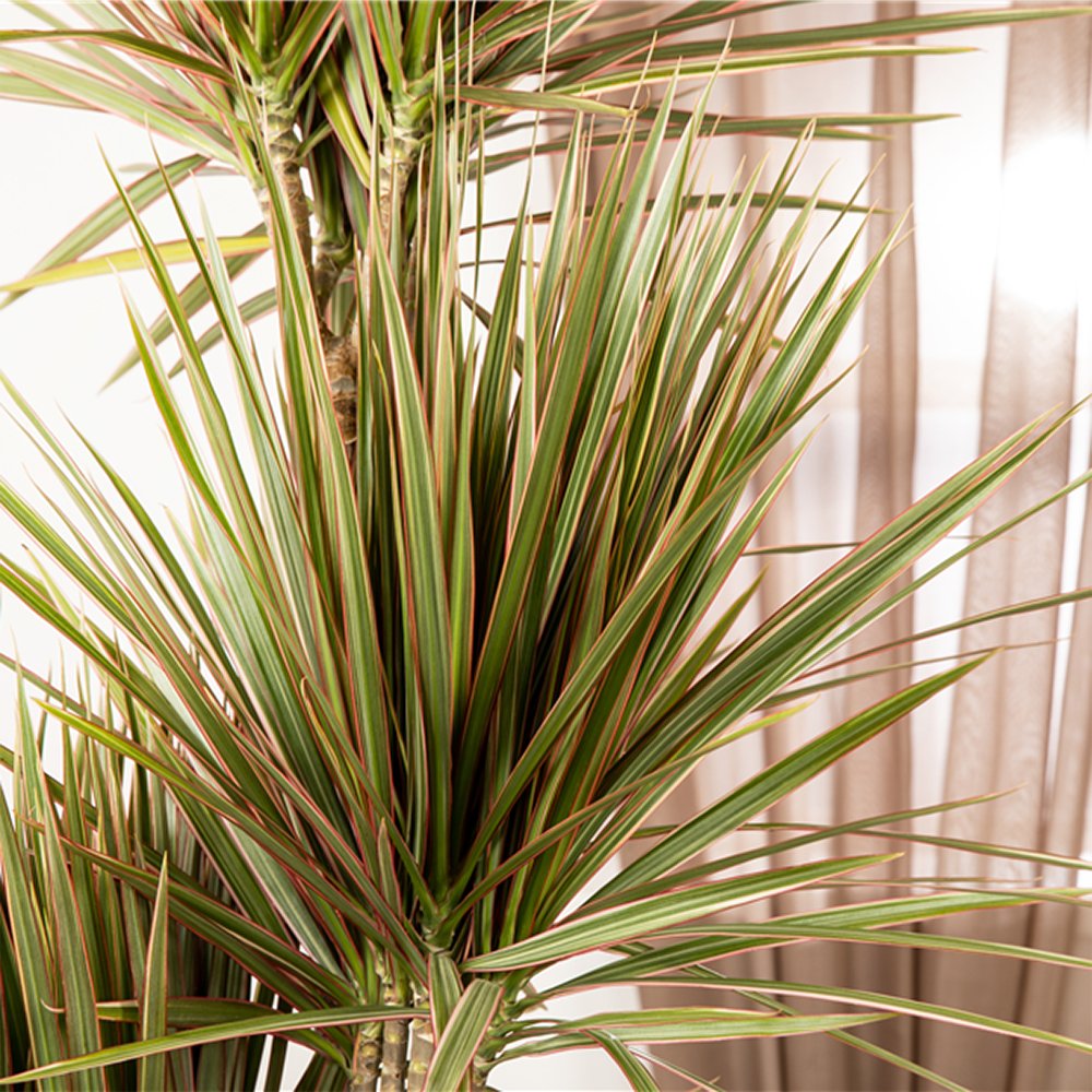 Trunchiul Fericirii (Dracena) Bicolor - 135-140 cm