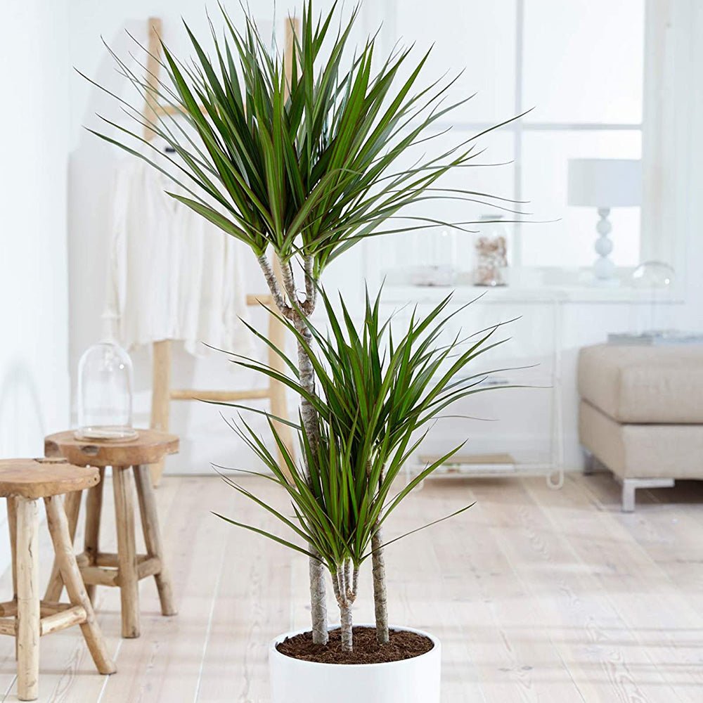 Trunchiul Fericirii (Dracena) Bicolor - 135-140 cm